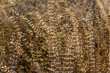 Bright autumn background of golden-colored steppe grasses. Hedeoma pulegioides American false pennyroyal. Textures is created by nature itself