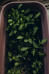 growing arugula at home. arugula and parsley in a pot top view. home gardening.