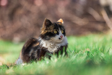 Naklejka na ściany i meble Grey tabby kitten on green grass