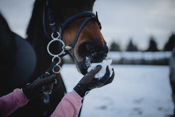 Koń na śniegu - obrazy, fototapety, plakaty
