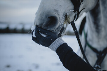 Koń na śniegu - obrazy, fototapety, plakaty