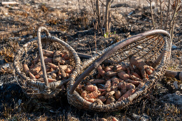 A limp, dry carrot in an old rustic wicker basket. Poor vegetable harvest in a dry climate. A bunch of freshly picked carrots is in a box.