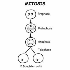 diagram of mitosis cell division