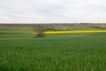 Obraz premium paisaje verde