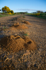 Hormigueros, fondo de pantalla