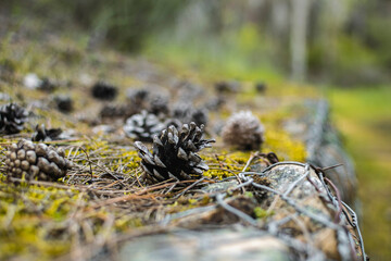 piñas sobre muro de piedra antigua color verde