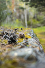 piñas sobre muro de piedra antigua color verde