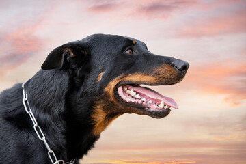 training of french shepherd