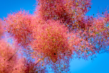 Pink inflorescences of smoky tree. Against blue sky. Close-up, selective focus. Cotinus coggygria - L. Topic: spring, landscape gardening, beauty of unusual ornamental trees