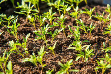 Young tomatoes in the garden. Sunny day.