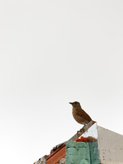 portrait format image of a bird known as a Pale-breasted Thrush (Turdus leucomelas), perched on the roof of a house under construction, under a pale sky.