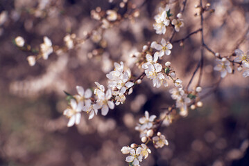 Fototapeta na wymiar Blooming plum tree branches. Orchard. Spring landscapes. Nice smell.