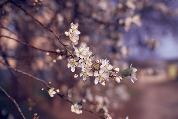 Blooming plum tree branches. Orchard. Spring landscapes. Nice smell.