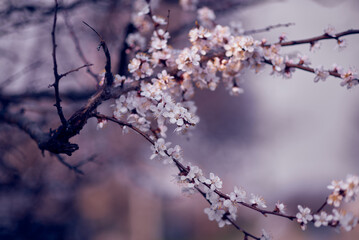 Blossoming apricot tree branches. Orchard. Spring landscapes. Nice smell.