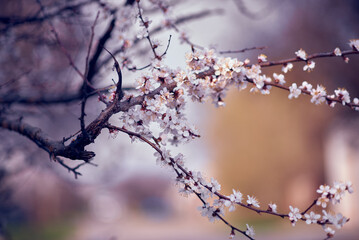 Blossoming apricot tree branches. Orchard. Spring landscapes. Nice smell.