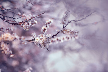 Blossoming apricot tree branches. Orchard. Spring landscapes. Nice smell.