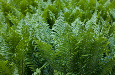 Zielone Paprocie w Ogrodzie