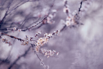 Blossoming apricot tree branches. Orchard. Spring landscapes. Nice smell.