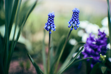 Photo of Muscari blue spring flowers.