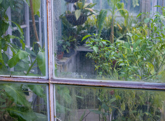 Rośliny Tropikalne w szklarni