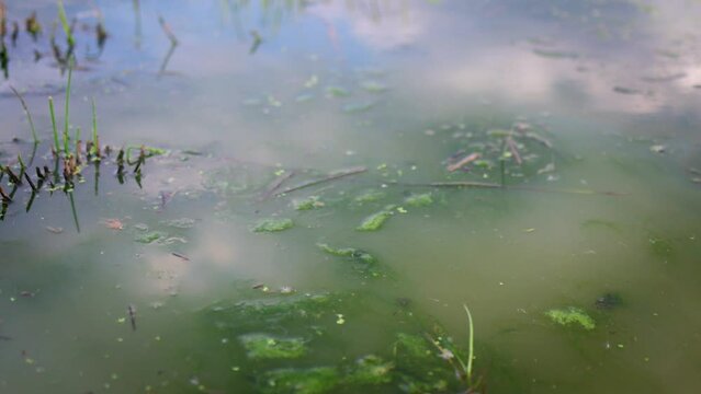 a swamp with clouds reflected on water surface on summer day. with sound