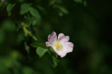 Blühende Hundsrose oder Hagebutte, Rosa canina