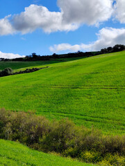 Meadows in springtime