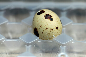 quail egg, first egg from my quail in may
