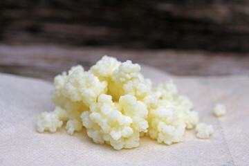 kefir mushroom into glass on wooden Background for healthy milk drink