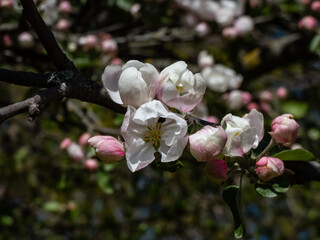 White and pink buds and blossoms of apple tree flowering in on orchard in spring. Branches full with flowers with open and closed petals. Seasonal and floral scenery