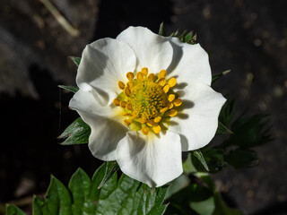 Macro of a single strawberry flower with detailed stamens (androecium) arranged in a circle and surrounded by white petals on green strawbery plant