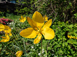 Close-up shot of scented, wild tulip or woodland tulip (Tulipa sylvestris) with bright, buttercup yellow flowers with a green rib running outside and pointed petals flowering