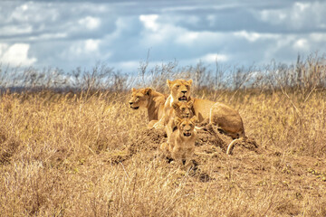 Tanzania, Serengeti park – Lion.