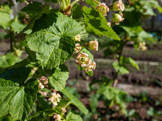 Macro of blooming yellow-green flowers of the blackcurrant (Ribes nigrum) on a branch of a blackcurrant plant in spring. Growing fruits in backyard garden