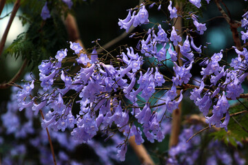 Blue jacaranda in blossom, Jacaranda mimosifolia flowers