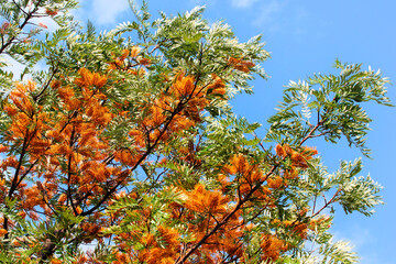 Grevillea robusta, or Silky oak tree in blossom at springtime - obrazy, fototapety, plakaty