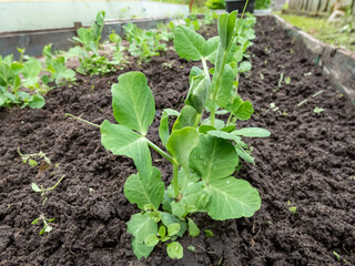 Close-up shot of a small Sweet green pea (pisum) sprouts or seedlings growing in a soil in a vegetable garden in spring. Concept of growing vegetables