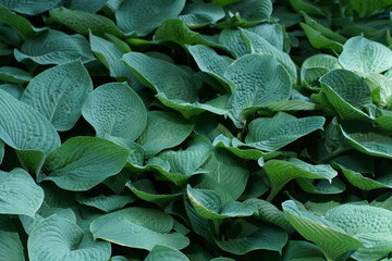 Garten Gestaltung und Design, Stein Skulptur und Bepflanzung mit bodendeckenden Pflanzen, Funkien © darknightsky