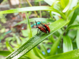 Macro shot of two adult scarlet lily beetle (Lilioceris lilii) pair mating on a green lily plant leaf blade in garden. Mating behavior of male crawling on top of female's back