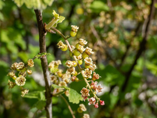 Macro shot of blooming yellow-green flowers of Redcurrants (Ribes rubrum) and small maturing berries on a branch of a bush. Home (backyard) gardening