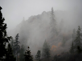 Misty Evergreen Forrest