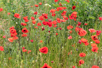 Beautiful scarlet poppies on background of lush emerald-green foliage. Papaver rhoeas - L. Lush flowering of poppy in steppe. Topic - awakening of plants and flowers, charm of spring nature