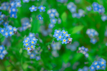 Blue flowers in the field, landscape.