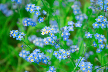 Blue flowers in the field, landscape.