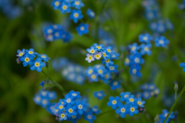 Blue flowers in the field, landscape.