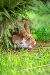 A red rabbit is sitting on the green grass under the Christmas tree