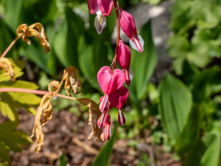 Obraz premium Blooms of the bleeding heart plant cultivar (Dicentra spectabilis) 'Gold Hearts'. Brilliant gold leaves and peach-colored stems, heart-shaped rose-pink flowers with white petals