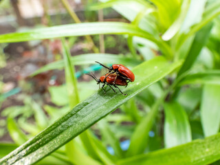 Macro shot of two adult scarlet lily beetle (Lilioceris lilii) pair mating on a green lily plant leaf blade in garden. Mating behavior of male crawling on top of female's back