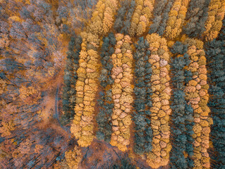 Aerial background with stripes of tree foliage during late autumn. Parks and plantation concept
