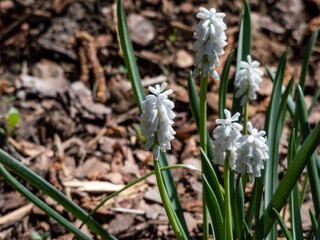 Fototapeta premium Close-up shot of the very pale turquoise flowers of Muscari coeruleum growing and blooming in the garden in sunlight in spring
